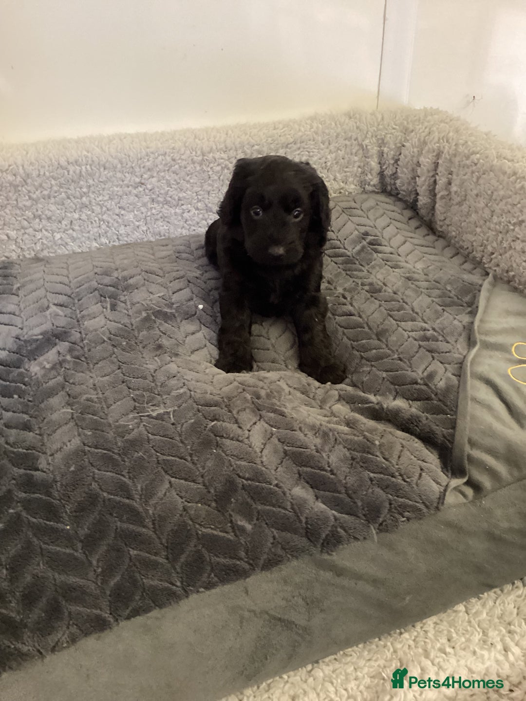 Cockapoo dogs for sale: F1 cockapoos  - Image 1