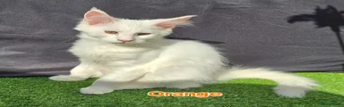 Orange Collar  Boy