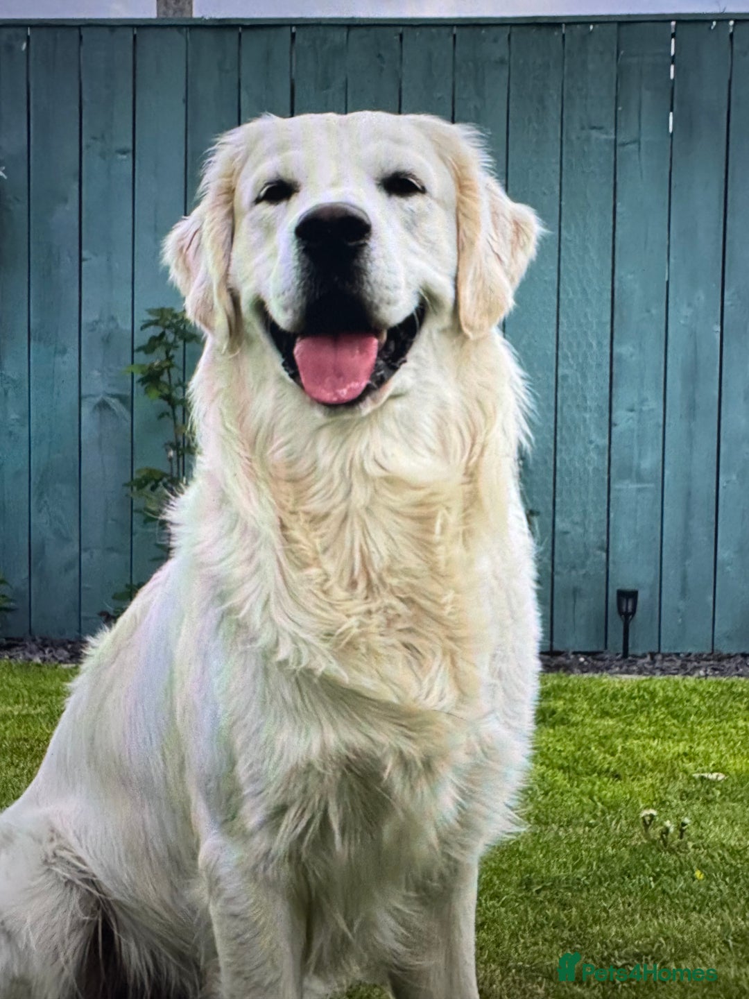 Golden Retriever dogs for sale: KC Beautiful Golden Retriever Cream Puppies - Advert 4