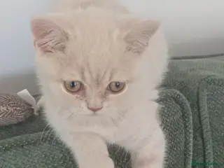 British Shorthair cats Gorgeous British short-hair kittens - Advert 8