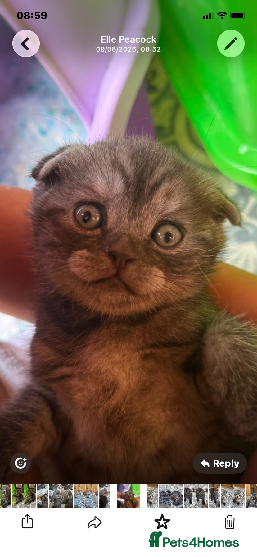 British Shorthair cats BSH/Scottish Fold kittens  - Advert 5