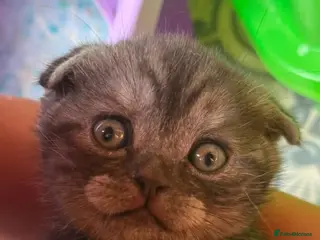 British Shorthair cats BSH/Scottish Fold kittens - Advert 1