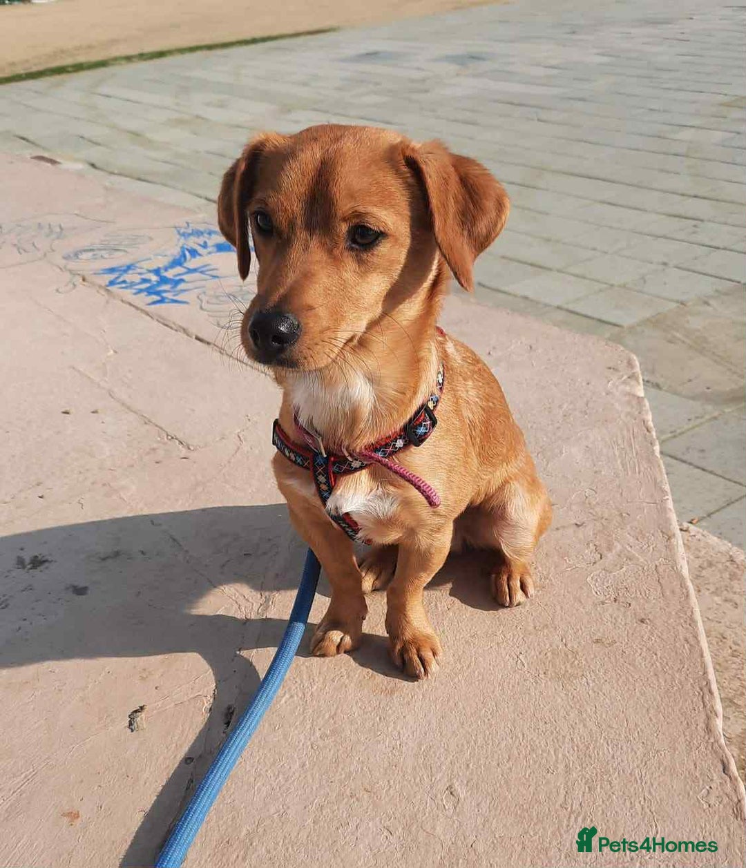 Mixed Breed dogs for adoption: Jeffrey Still smiling.Still waiting for his people - Advert 2