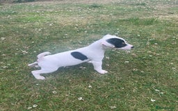 Jack Russell dogs for sale: JACKRUSSELL PUPPYS in Shrewsbury - Image 18