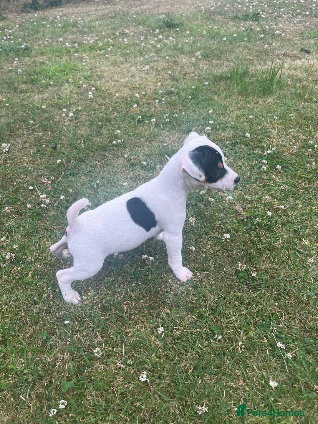 Jack Russell dogs for sale: JACKRUSSELL PUPPYS in Shrewsbury - Image 18