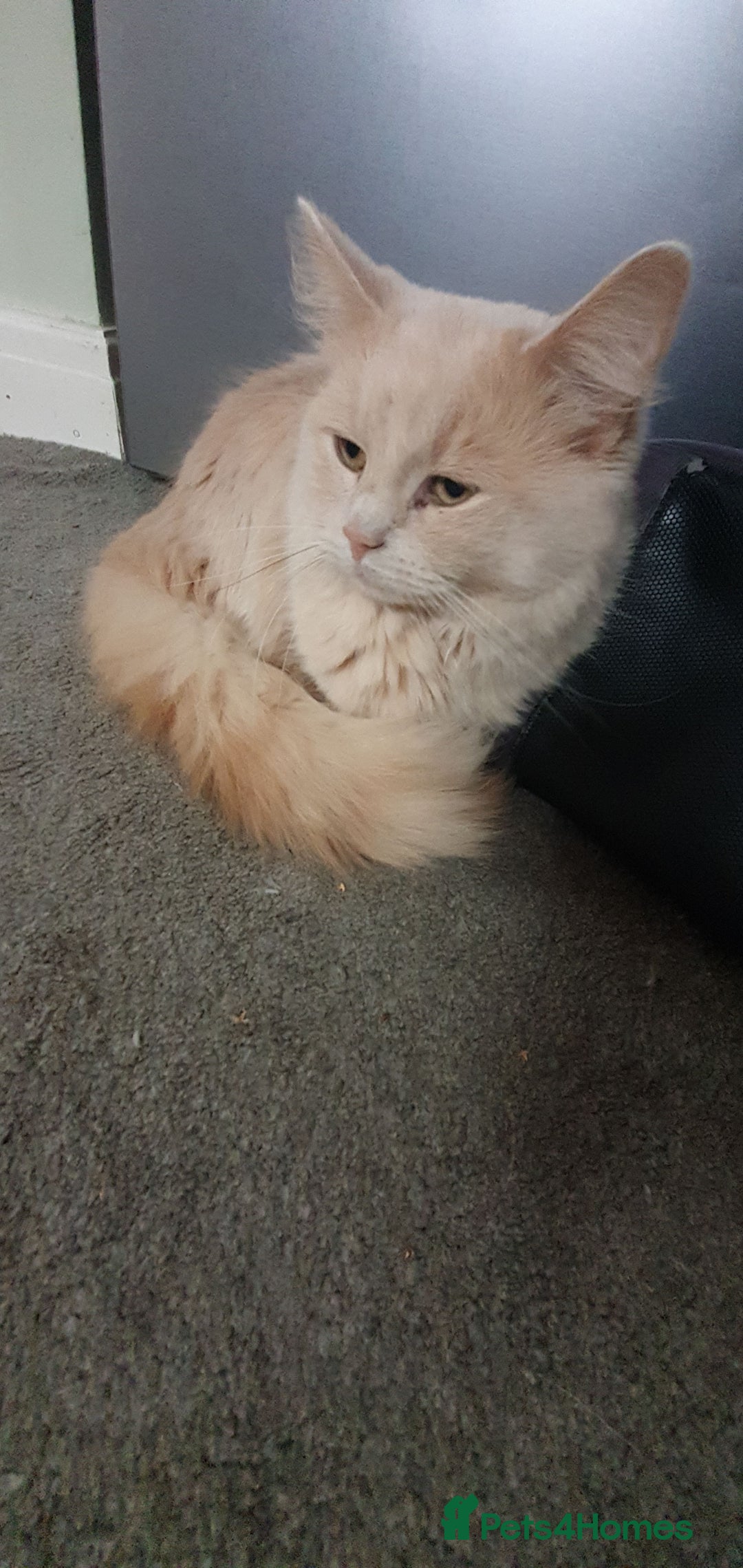 Ragdoll cats for sale: Ragdoll cross - Image 31