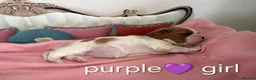 Cavalier King Charles Spaniel dogs for sale: Health Tested Cavalier King Charles  - Advert 5