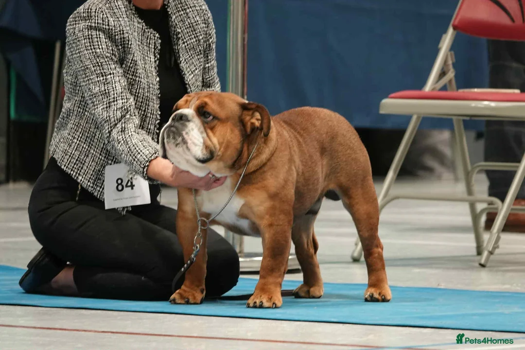 English Bulldog dogs for stud: 🏆 Mystyle Keane- Available for stud 🏆 - Advert 1