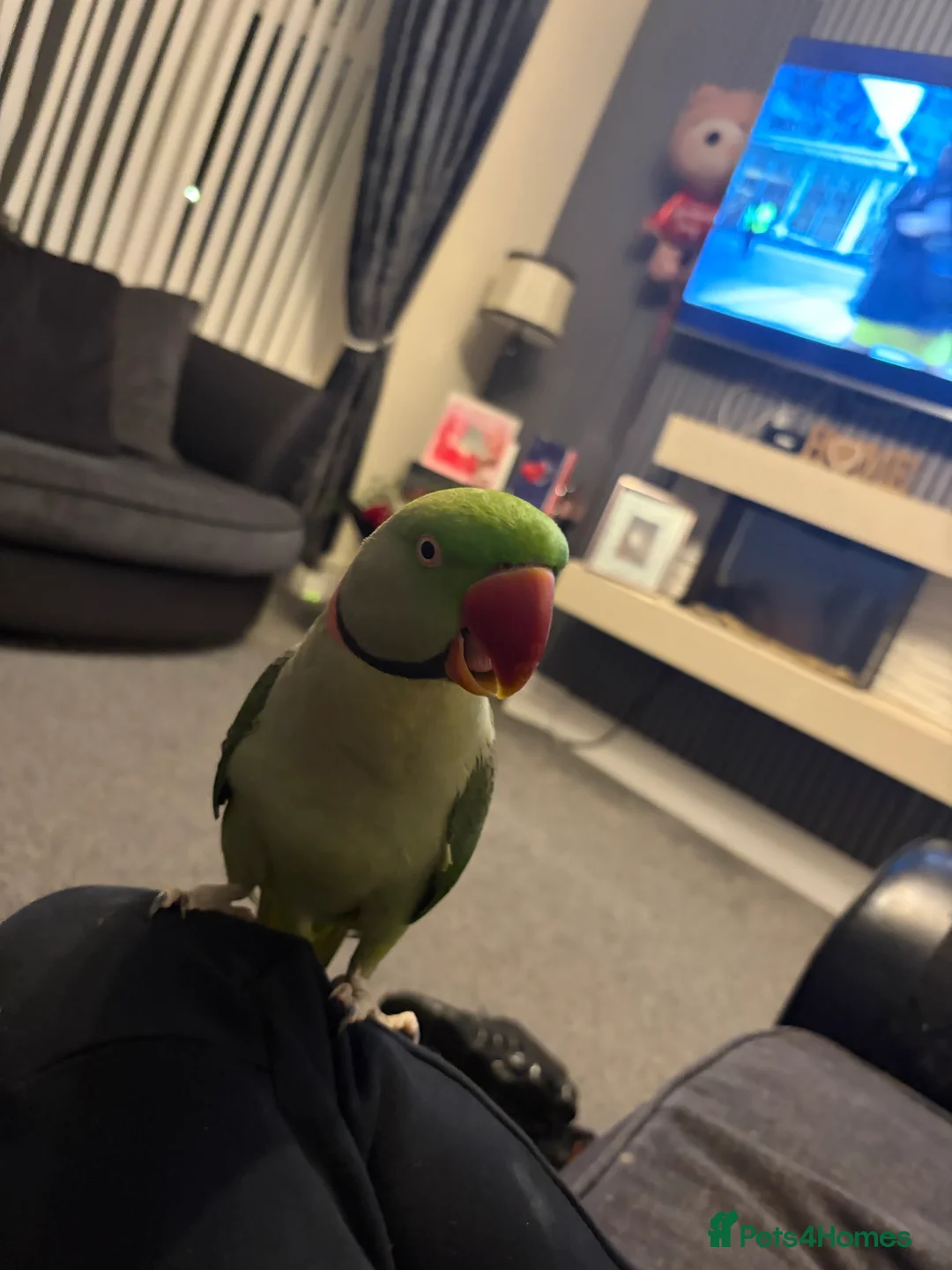 Parrots birds for sale: PARROT (Alexander parakeet ) HAND REARED  - Advert 13