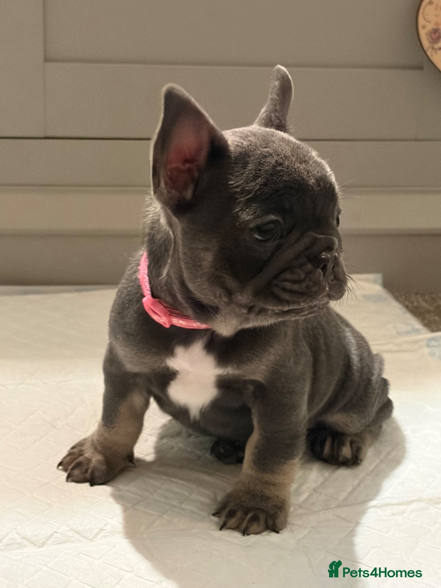 French Bulldog dogs Beautiful French Bulldog Pups - Advert 3