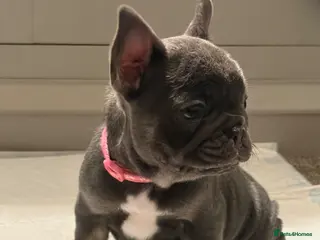 French Bulldog dogs Beautiful French Bulldog Pups - Advert 3