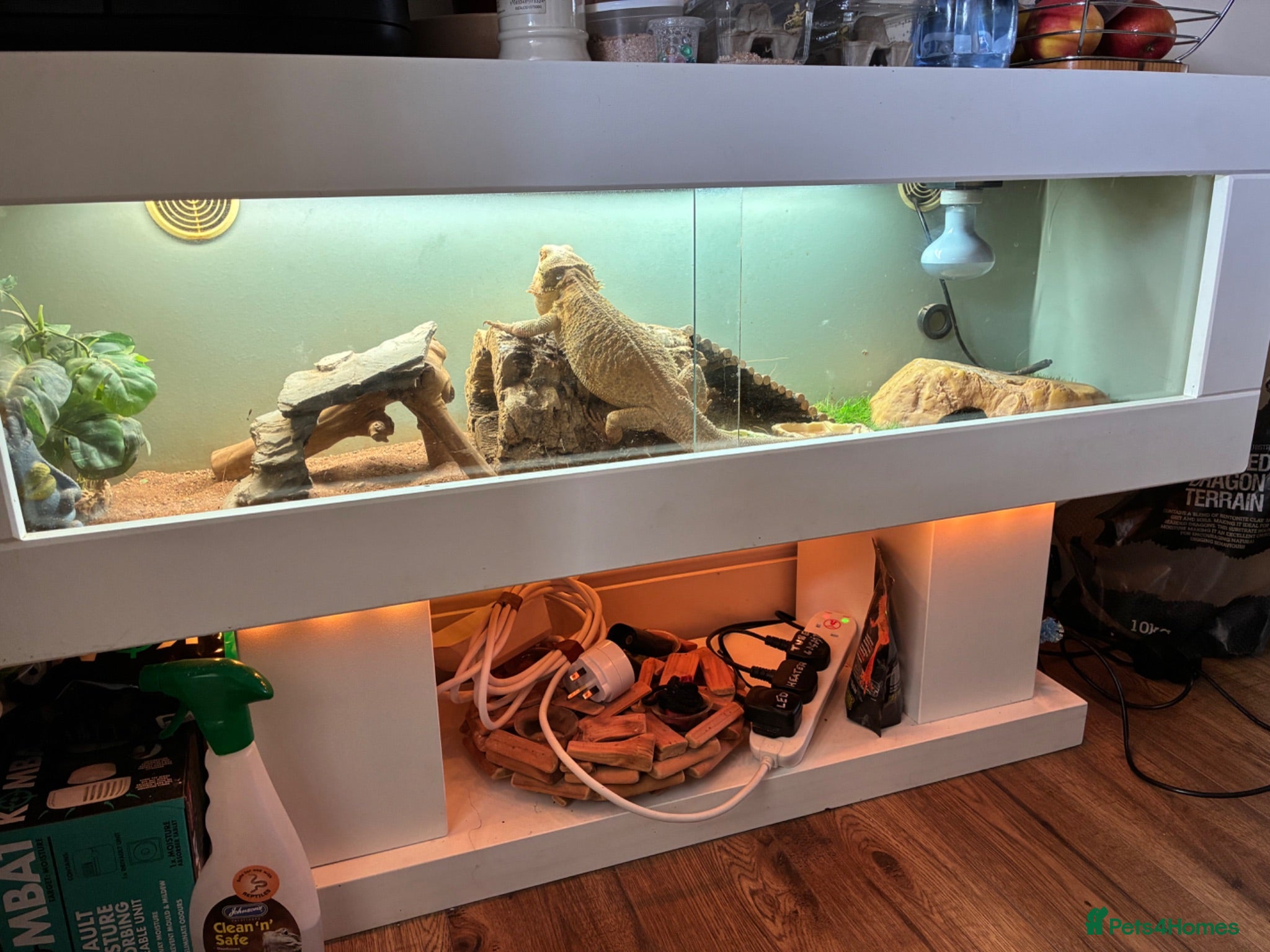 Bearded Dragon reptiles Bearded dragon - Advert 1
