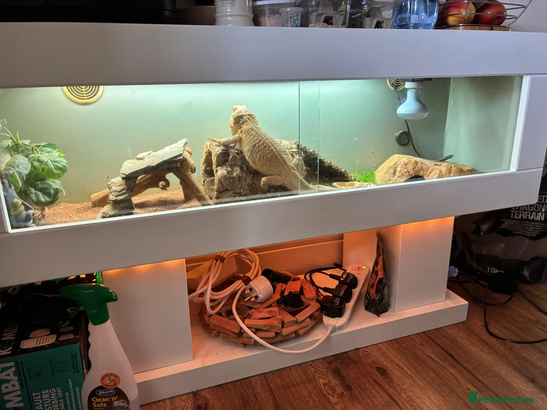 Bearded Dragon reptiles for sale: Bearded dragon - Advert 1