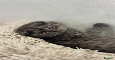 British Shorthair cats - Advert 13