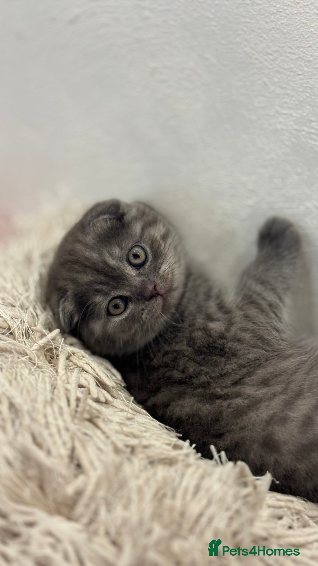 British Shorthair cats for sale: Adorable British blue Shorthair Kittens  - Image 2