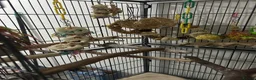 Cockatiels birds for sale: A cockatiel with a large cage  in Doncaster - Advert 6