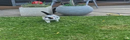 Mixed Breed cats for sale: Beautiful Kittens Looking for Loving Homes - Advert 9