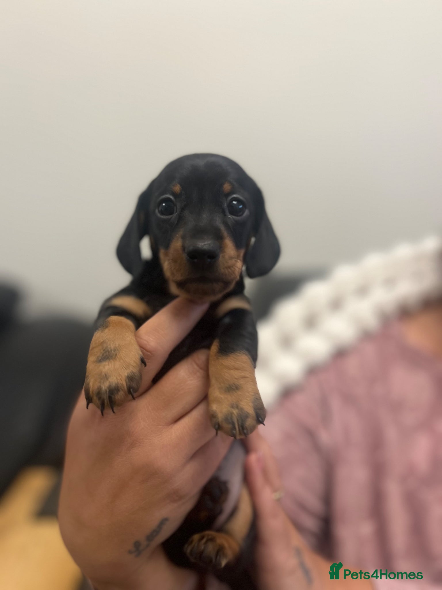 Miniature Dachshund dogs KC REG Miniature dachshunds smoothhaired PRA CLEAR - Advert 4