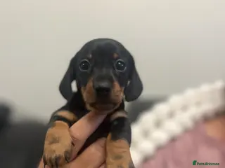 Miniature Dachshund dogs KC REG Miniature dachshunds smoothhaired PRA CLEAR - Advert 4