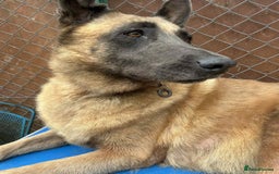 Mixed Breed dogs for adoption: Ava. Norwich Norfolk  - Image 7