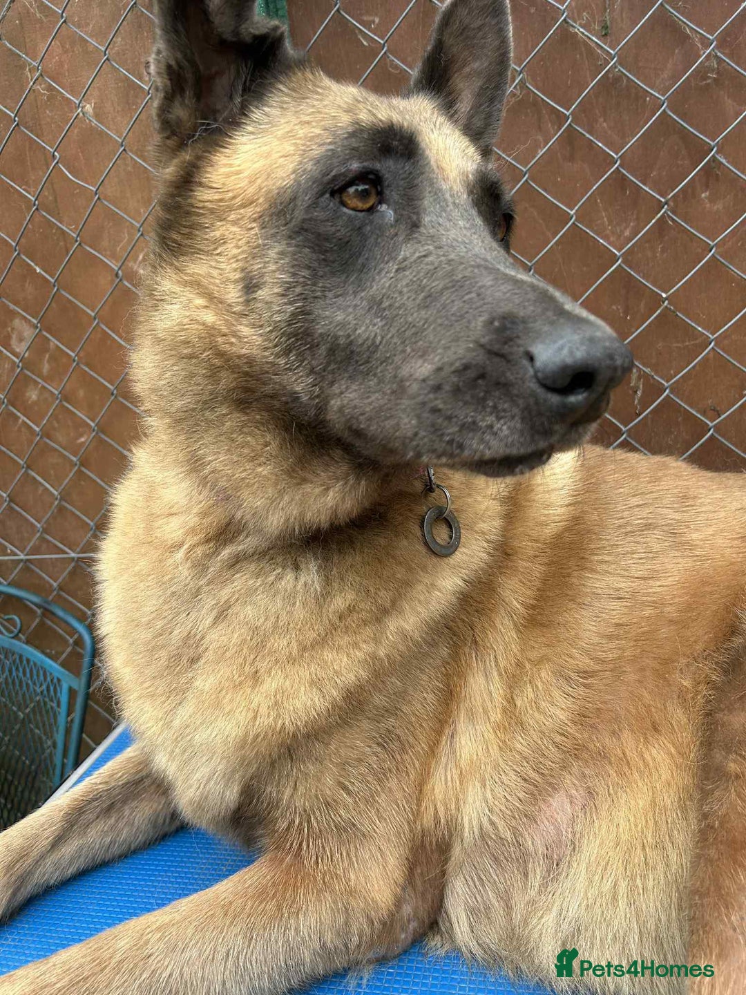 Mixed Breed dogs for adoption: Ava. Norwich Norfolk  - Image 7