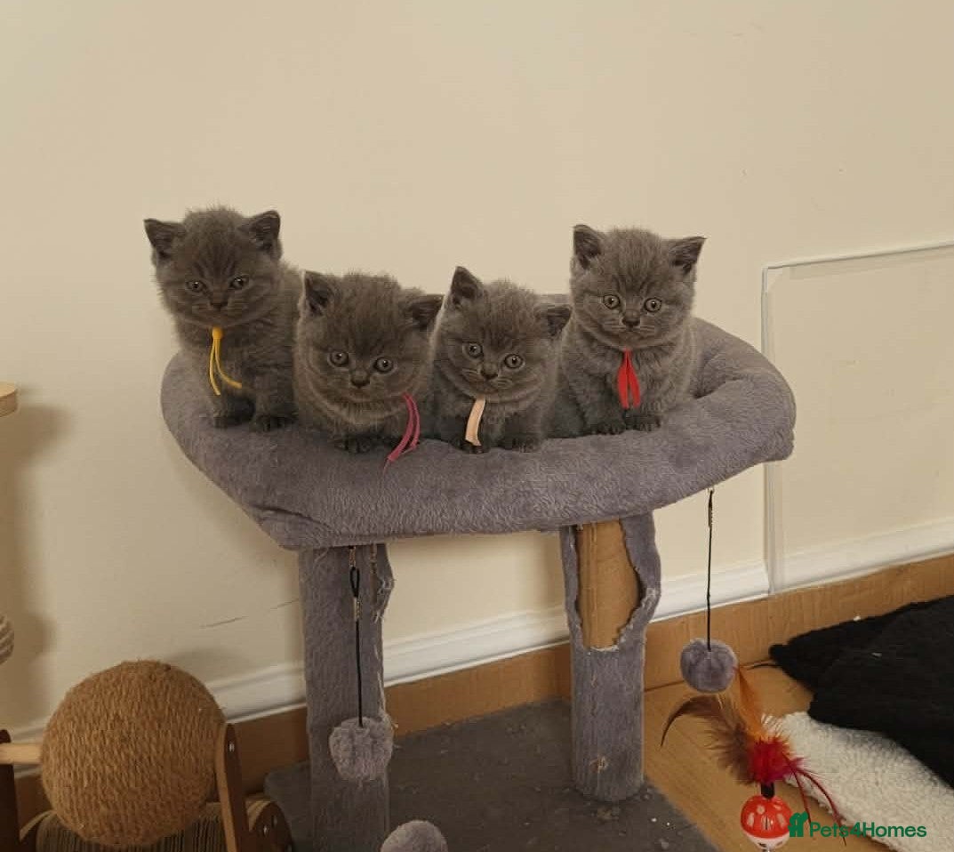 British Shorthair cats British Shorthair kittens ( pedigree) - Advert 10