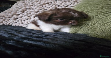 Mixed Breed dogs Stunning chocolate Shihtzu x Chihuahua Pups  - Advert 1