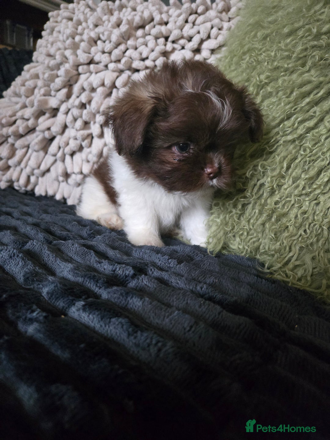 Mixed Breed dogs for sale: Stunning chocolate Shihtzu x Chihuahua Pups  - Advert 7