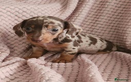 Miniature Dachshund dogs for sale: Beautiful miniature dachshund  - Image 7
