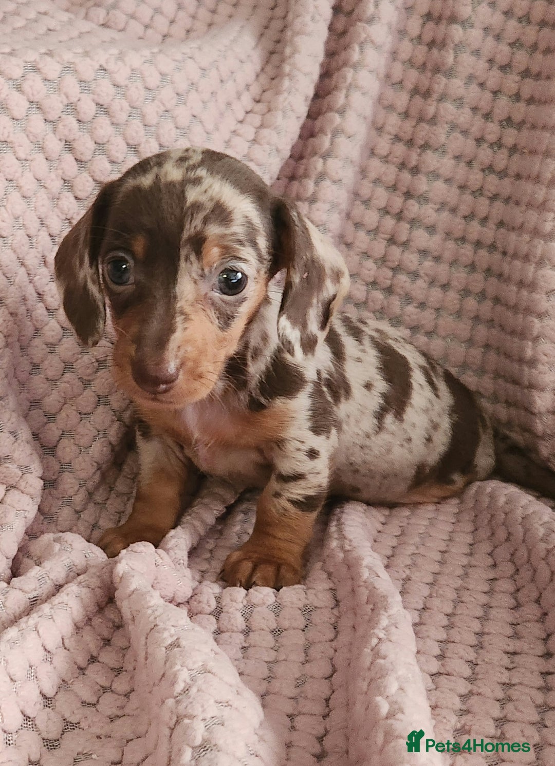 Miniature Dachshund dogs for sale: Beautiful miniature dachshund  - Image 7