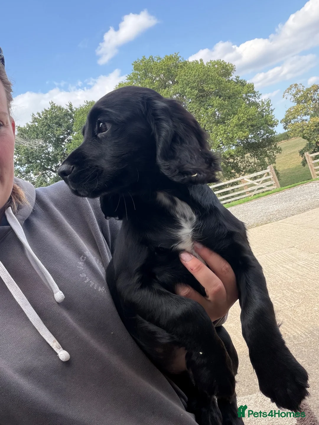 Cocker Spaniel dogs for sale: Gorgeous working bred dog pup - Advert 2