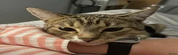 Mixed Breed cats for sale: Tabby male  - Advert 9