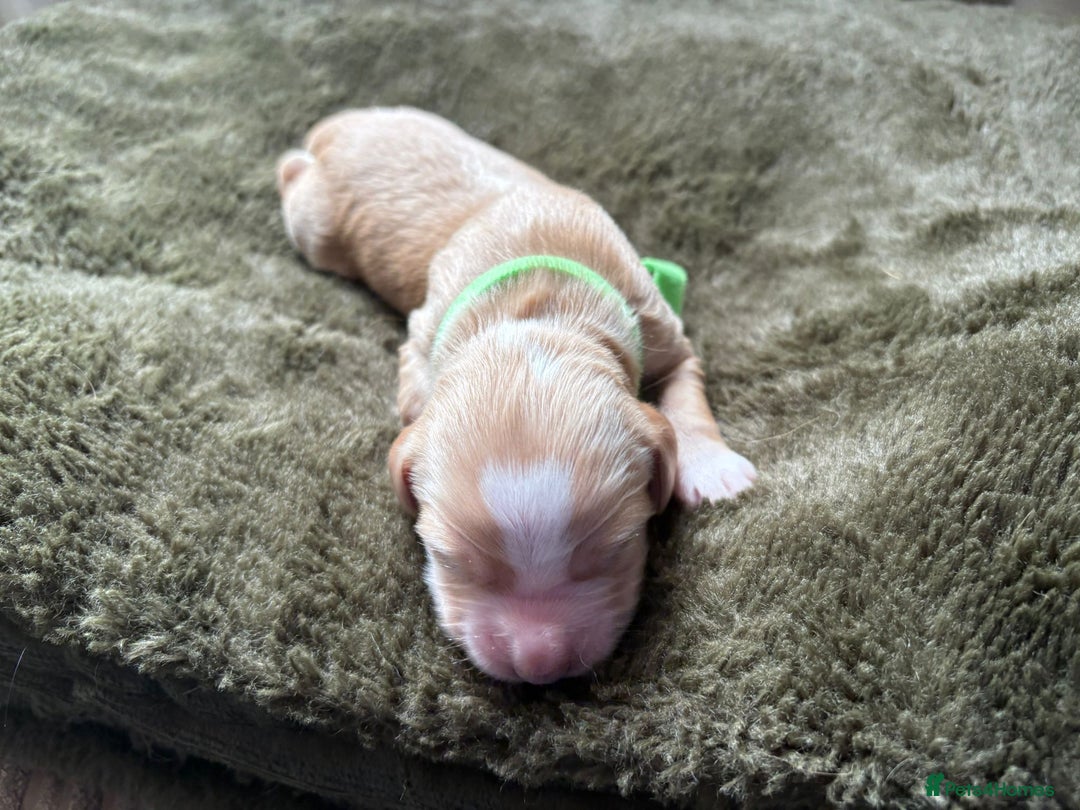 Cocker Spaniel dogs for sale: litter of 6 pedigree cocker spaniel puppies. - Image 4