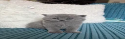 British Shorthair cats for sale: GCCF Registered British ShortHair Kittens  - Advert 4