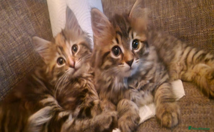 Mixed Breed cats - Advert 8