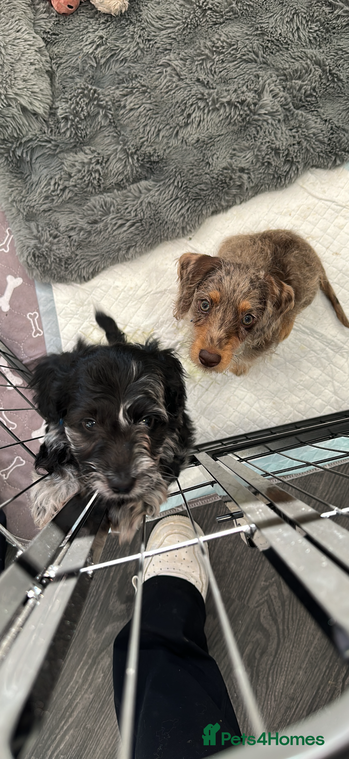 Doxiepoo dogs My 2 gorgeous Doxiepoo boys - Advert 3