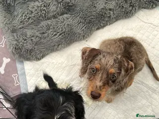 Doxiepoo dogs My 2 gorgeous Doxiepoo boys - Advert 3