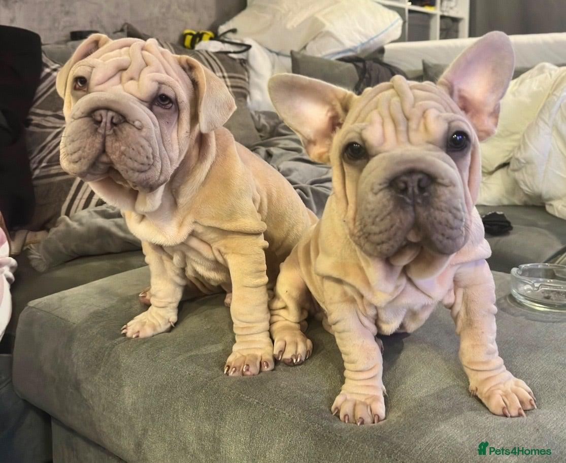 French Bulldog dogs rope french bulldogs - Advert 1