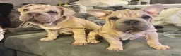 French Bulldog dogs for sale: rope french bulldogs in London - Advert 1