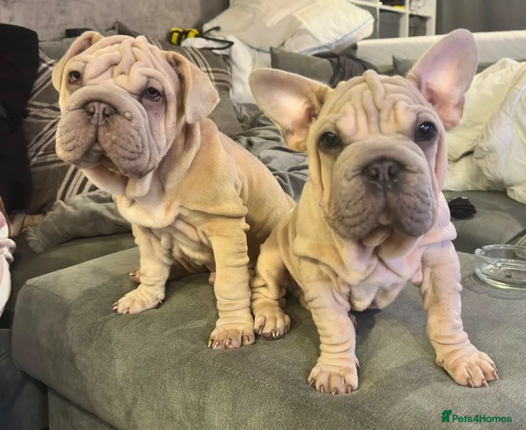 French Bulldog dogs for sale: rope french bulldogs in London - Advert 1