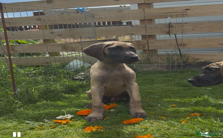 Great Dane dogs - Advert 1