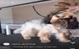Cocker Spaniel dogs for sale: Kc registered show type cocker spaniel puppies - Image 25