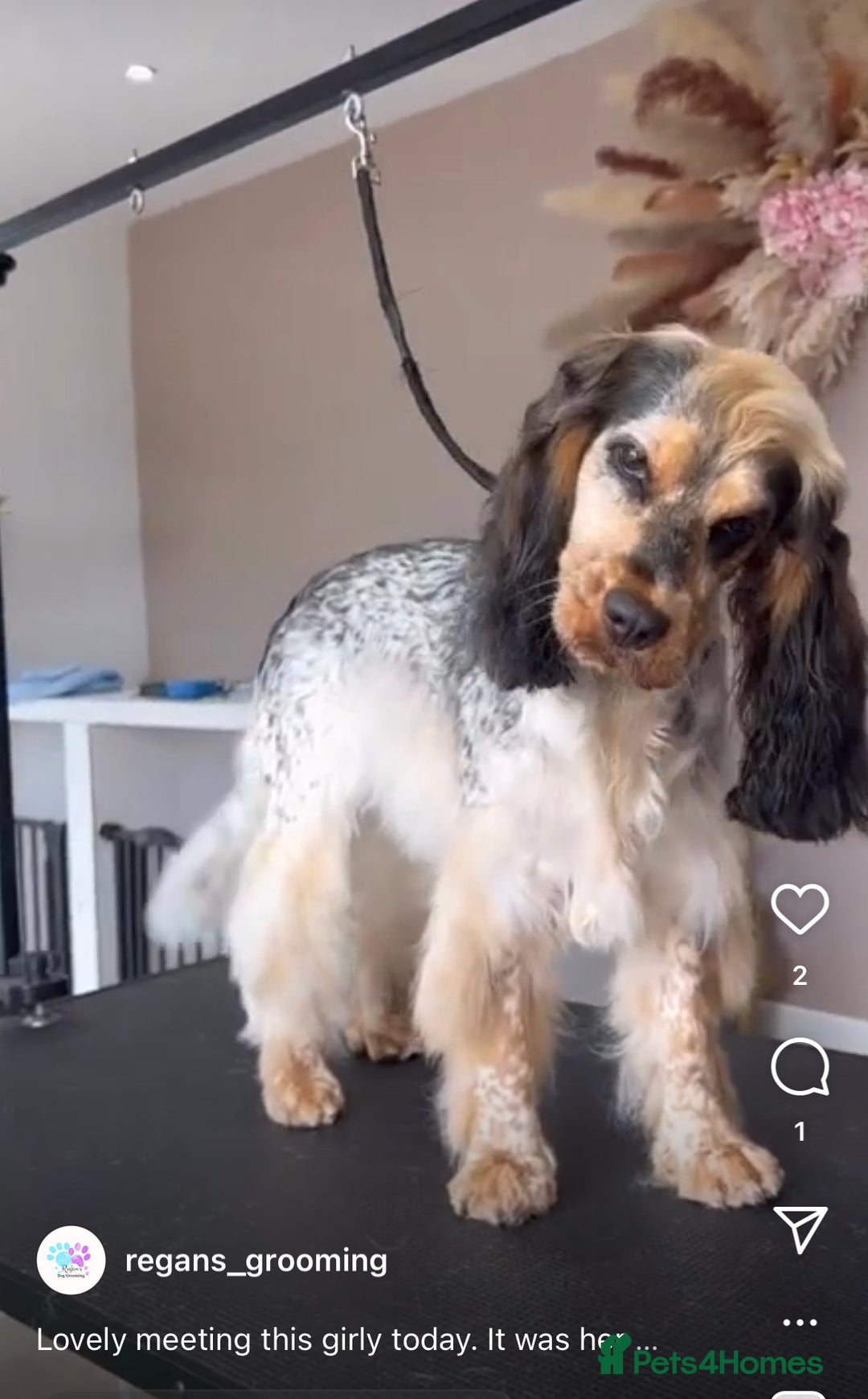 Cocker Spaniel dogs for sale: Kc registered show type cocker spaniel puppies - Image 25