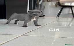 Staffordshire Bull Terrier dogs for sale: !!! Blue Staffordshire bull terriers !!! - Image 6
