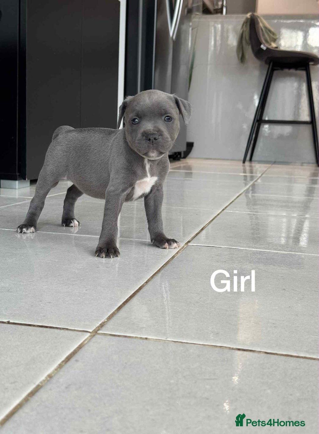 Staffordshire Bull Terrier dogs for sale: !!! Blue Staffordshire bull terriers !!! - Image 6