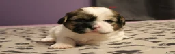 Shih Tzu dogs for sale: LOVELY SHIH TZU PUPPIES  - Advert 1