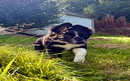 Border Collie dogs for sale: Beautiful 4 month old collie from working family - Image 1