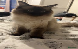 Ragdoll cats for sale: 3 beautiful ragdoll kittens - Image 10