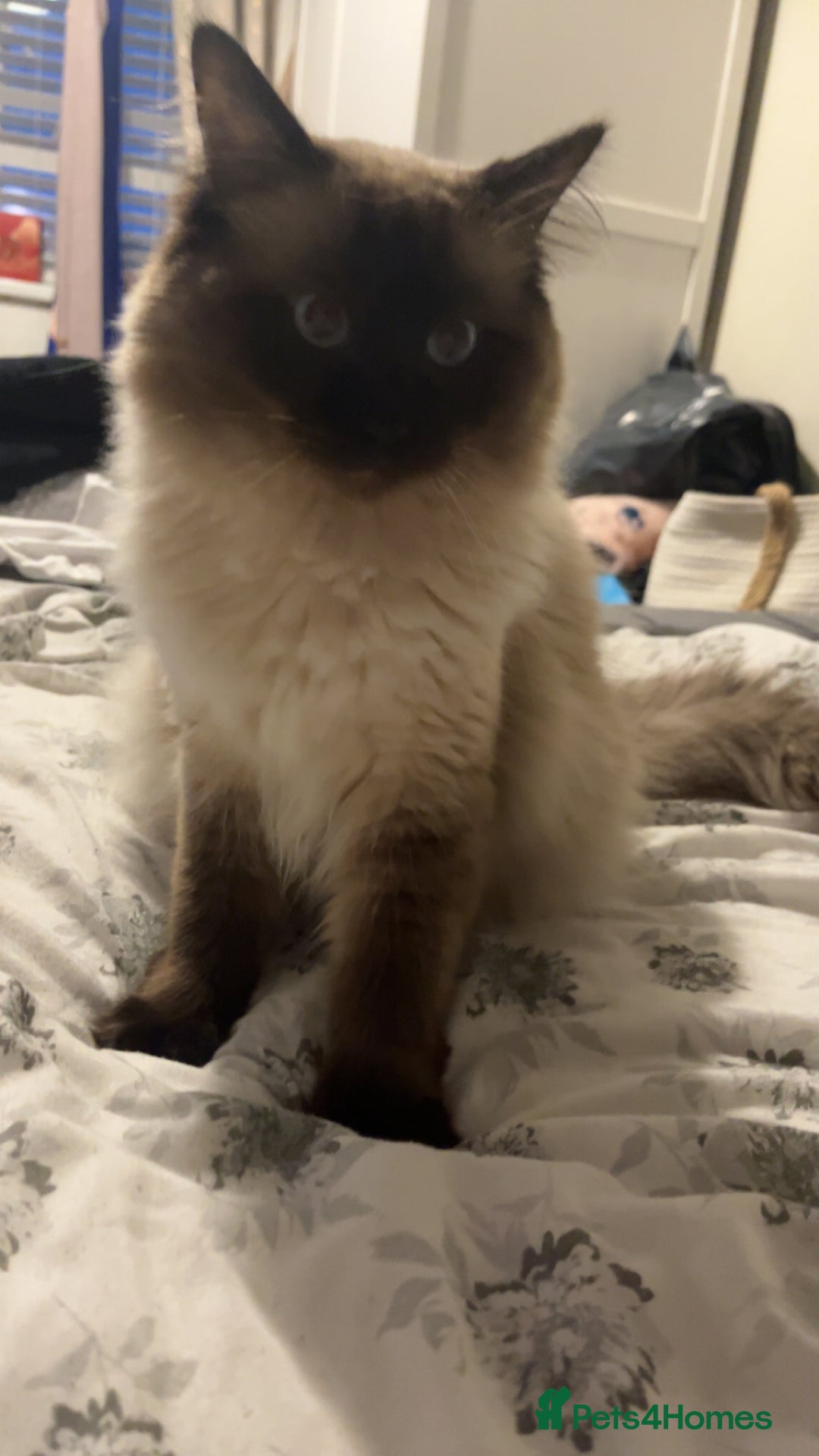 Ragdoll cats for sale: 3 beautiful ragdoll kittens - Image 10