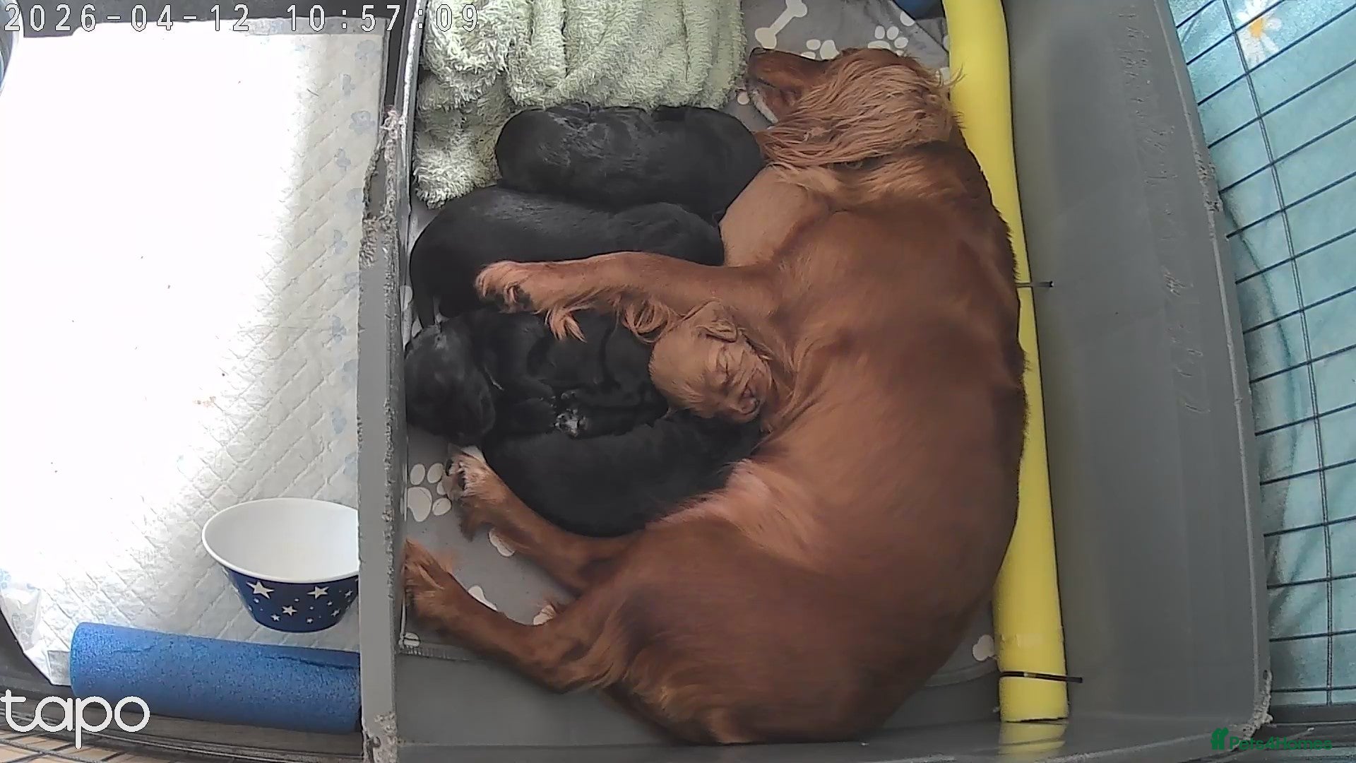 Cocker Spaniel dogs KC Registered Working Cocker Spaniels  - Advert 2